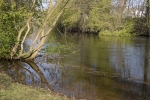 Přírodní zákoutí na řece ve městě (Svratka v&nbsp;Brně)
