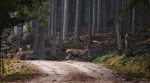 Nadměrné (neudržitelné) stavy zvěře představují vážnou zátěž pro lesní ekosystémy